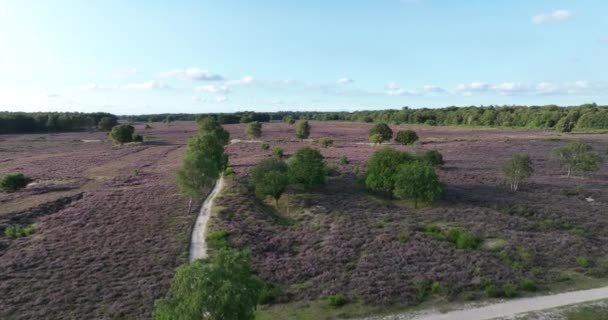 Heather Ground Nature Scene Landscape Netherlands — Stock Video