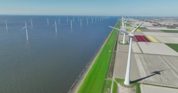荷兰Noord Oost Polder产生清洁可持续能源的风力涡轮机 郁金香田 平坦的土地 典型的荷兰杜鹃 杜鹃郁金香田 — 图库视频影像
