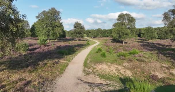Пейзаж Наземной Природной Сцены Нидерландах — стоковое видео