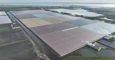 Yeşil evlerdeki Magenta renkli ışıklar, pembe mor gölge ışıkları. Daha iyi bitki yetiştirmek için. Hava aracı görüntüsü. Hollanda 'da.