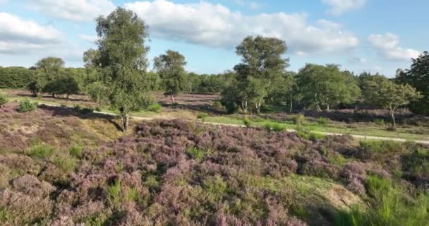 オランダのヘザーグラウンド自然の風景 空中ドローンビュー — ストック動画