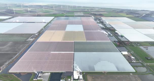 荷兰的园艺和温室工业 空中无人驾驶飞机视图 — 图库视频影像
