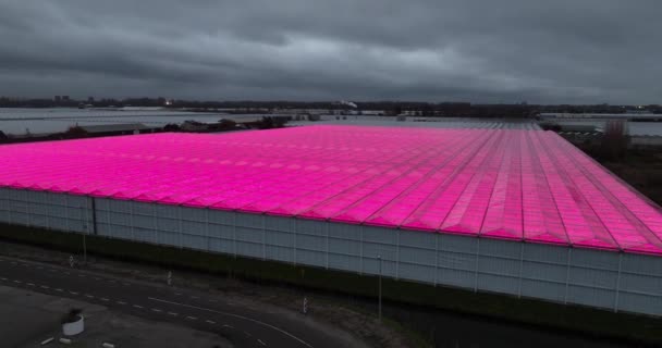 Innovación Cultivo Invernadero Luces Led Rosa Púrpura Hacen Que Las — Vídeos de Stock