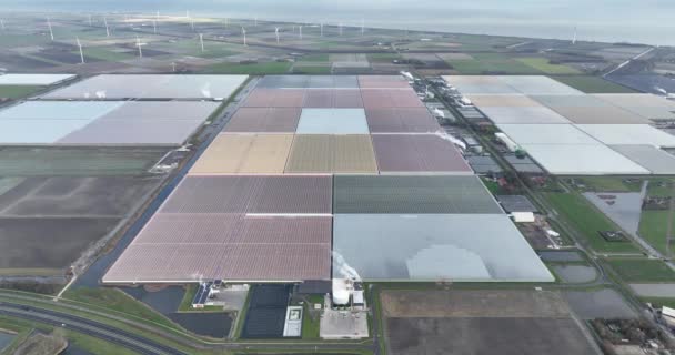 Große Gewächshäuser Der Gartenbauindustrie Den Niederlanden Drohnenblick Aus Der Luft — Stockvideo