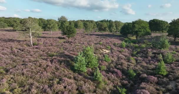 オランダのヘザーグラウンド自然のシーン 空中ドローンが飛ぶ — ストック動画