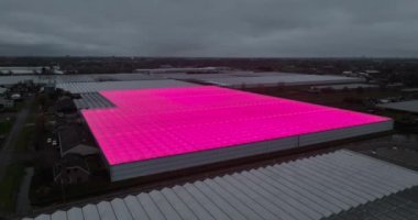 Sera çiftçiliğinde yenilik, pembe mor LED ışıklar bitkilerin daha iyi büyümesini sağlıyor. Hava aracı görünümü.
