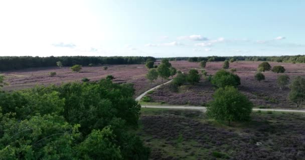 Heidekrautlandschaft Den Niederlanden Drohnen Aus Der Luft Überfliegen — Stockvideo