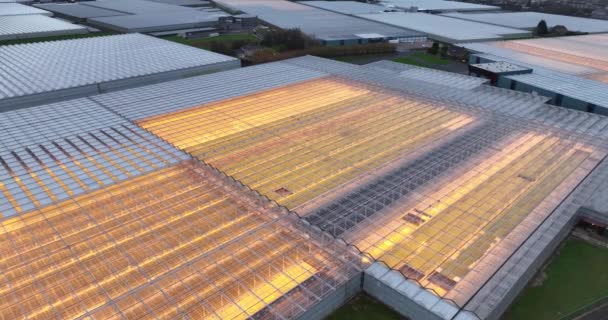Boven Naar Beneden Drone Uitzicht Kas Tuinbouw Industrie Licht Voor — Stockvideo