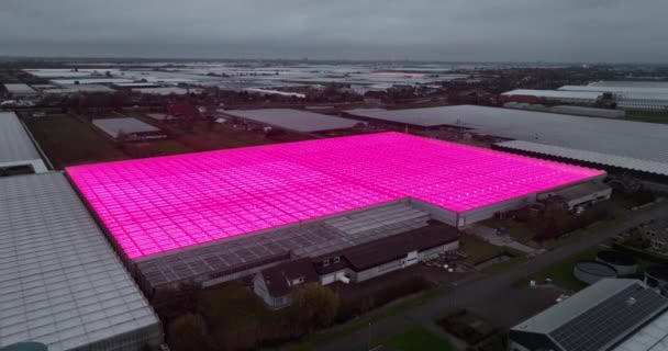 Serres Led Innovation Croissante Serre Agriculture Artificielle Aux Pays Bas — Video
