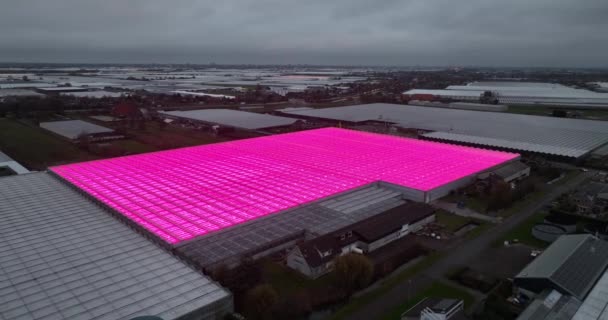 用紫色Led灯在温室工业中培育蔬菜 花卉和植物 该部门的创新 室外无人驾驶飞机视图 — 图库视频影像