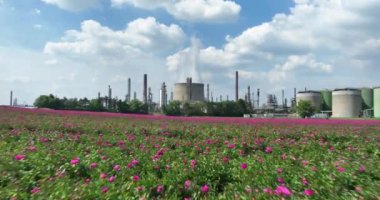 Flower field in spring at oil refinery in Wesseling, Germany. Aerial revealing shot.