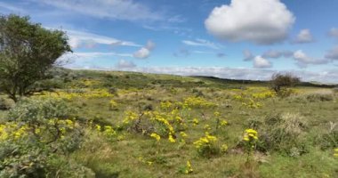 Zeeland 'in kum tepeleri, sarı çiçekler. Bir yaz gününde doğa. Hava aracı görünümü.