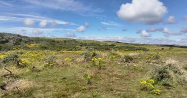 Zeeland, Hollanda sahilinin arkasındaki yeşil çayır. Drone görünümü.