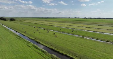 Hollanda 'da sığırlar, Hollanda kırsalında otlayan inekler. Hava aracı videosu. Gıda üretimi