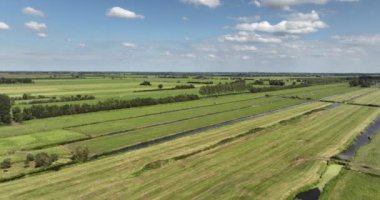Hava görüntüsü Hollanda 'nın kırsal kesiminde, inekler küçük su nehirleri ve çim arazileri otlatıyor. Brids bakış açısı.