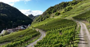 Ahr vadisi, üzüm bağları, şarap yapmak için üzüm yetiştirme. Hava videosu.