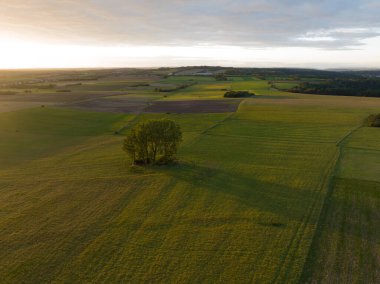 Güzel bir gün batımı tepelerle dolu yeşil bir arazide altın bir saat ve ortada büyük bir ağaç. Hava aracı videosu.