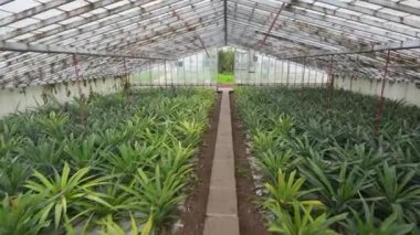 Portekiz, Azores, Sao Miguel adasındaki ananas meyve tarlası serası. Yürüyorum