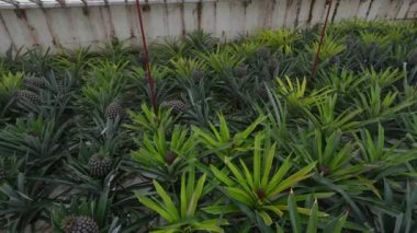 Portekiz, Azores, Sao Miguel adasındaki ananas meyve tarlası serası. Yürüyorum