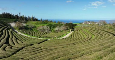 Sao Miguel 'de çay çiftliği, Azores, Portekiz. Hava görünümü.