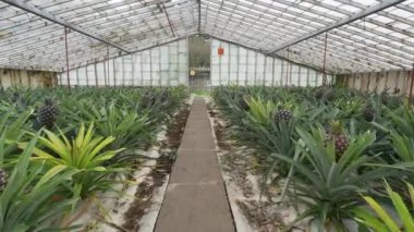 Portekiz, Azores, Sao Miguel adasındaki ananas meyve tarlası serası. Yürüyorum