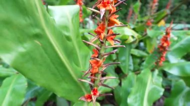 Azores 'de kırmızı çiçek, Sao Miguel. Görüntüyü kapat.