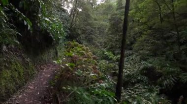 Azores 'da yürüyüş yolu, orman yeşili yürüyüş yolu. Sao Miguel, Portekiz.