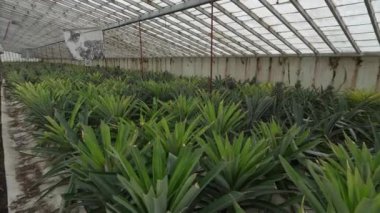 Portekiz, Azores, Sao Miguel adasındaki ananas meyve tarlası serası. Yürüyorum
