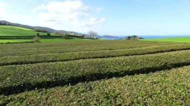 Çay çiftliği, kıyı şeridi boyunca, Azores, Sao Miguel, Portekiz. Döndürme görünümü.