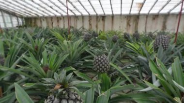 Portekiz, Azores, Sao Miguel adasındaki ananas meyve tarlası serası. Yürüyorum