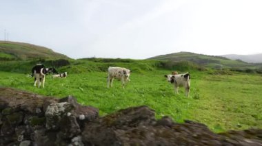 Azores adasında otlayan inekler, çayırda tarımsal çiftlik hayvanları. Döndürme görünümü