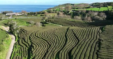 Azores 'deki çay çiftliği, Sao Miguel, Portekiz. Hava görünümleri.