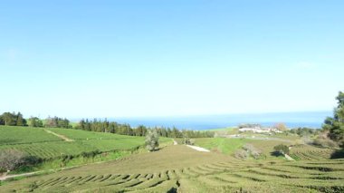 Azores 'deki çay çiftliği, Sao Miguel. Yürüyen bakış açısı.