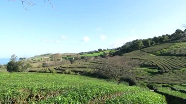 Azores 'deki çay çiftliği, Sao Miguel. Yürüyen bakış açısı.