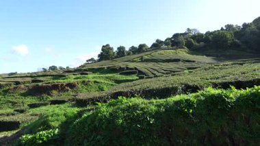 Azores 'deki çay çiftliği, Sao Miguel. Yürüyen bakış açısı.