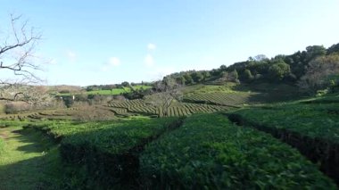Azores 'deki çay çiftliği, Sao Miguel. Yürüyen bakış açısı.