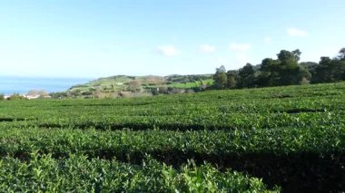Azores 'deki çay çiftliği, Sao Miguel. Yürüyen bakış açısı.