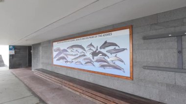 Azores 'de balina ve yunuslar, Atalantic Okyanusu' nda tekne gezileri. Poster.