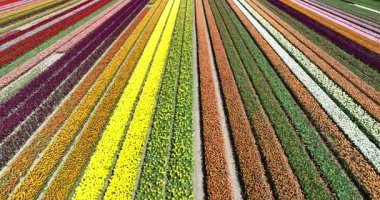 Hollanda 'da lale çiçeği tarlası, çok renkli sıralar, Hollanda' da bahar mevsimi. Hava aracı görünümü.