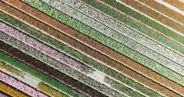 Popüler lale tarlaları, timsahlar, nergisler ve sümbüller de ilkbaharda çiçek açarak çiçek açarlar. Tarım, çiçek yetiştiriciliği. Hava aracı görünümü.