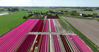 Popüler lale tarlaları, timsahlar, nergisler ve sümbüller de ilkbaharda çiçek açarak çiçek açarlar. Tarım, çiçek yetiştiriciliği. Hava aracı görünümü.