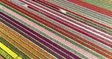 Hollanda 'da lale çiçeği tarlası, çok renkli sıralar, Hollanda' da bahar mevsimi. Hava aracı görünümü.