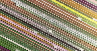 Hollanda, Hollanda 'daki lale çiçeği tarlaları. Bahar, yeni hayat, renk, parlak, tarım, hava manzarası