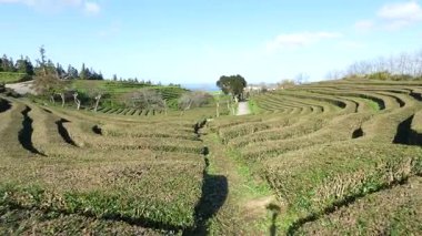 Portekiz, Azores 'deki çay çiftliği Atlantik Okyanusu' ndaki ada Avrupa 'nın en eski çay çiftliği. Yeşil çay, siyah çay, Canto çayı, tarım. Çiftlikte yürüyorum..