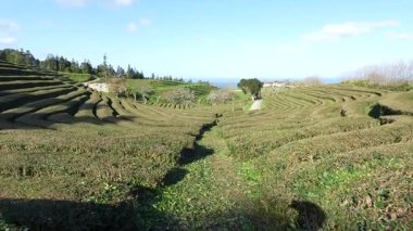Portekiz, Azores 'deki çay çiftliği Atlantik Okyanusu' ndaki ada Avrupa 'nın en eski çay çiftliği. Yeşil çay, siyah çay, Canto çayı, tarım. Çiftlikte yürüyorum..