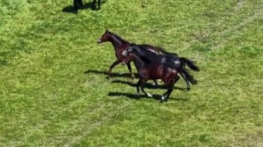 Atlar, midilli, açık arazide koşmak, vahşi atlar. Çiftlik hayvanları, koşu atları. Hava görüntüsü. Çiftlik tarım insansız hava aracı görüntüsü