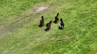Atlar, midilli, açık arazide koşmak, vahşi atlar. Çiftlik hayvanları, koşu atları. Hava görüntüsü. Çiftlik tarım insansız hava aracı görüntüsü