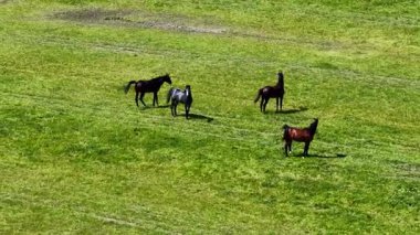 Atlar, midilli, açık arazide koşmak, vahşi atlar. Çiftlik hayvanları, koşu atları. Hava görüntüsü. Çiftlik tarım insansız hava aracı görüntüsü