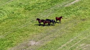 Tarladaki atlar, vahşi atlar, çiftlik hayvanları, tarım, insansız hava aracı videoları..