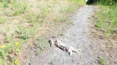 Ölü vahşi yaşam, tavşan, doğa zalim. Görüntüyü kapat.